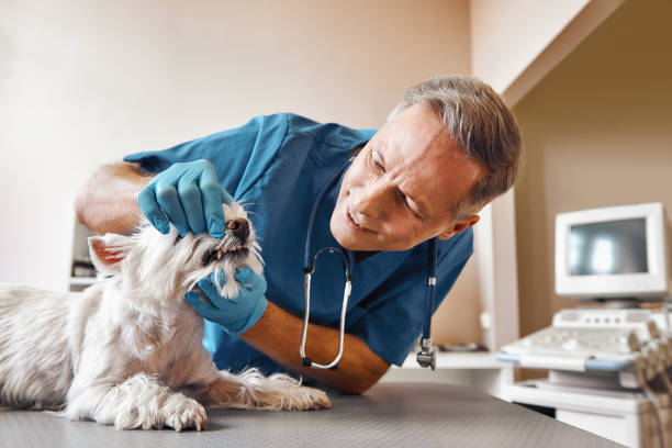 Best Emergency Denture Repair in Noank, CT